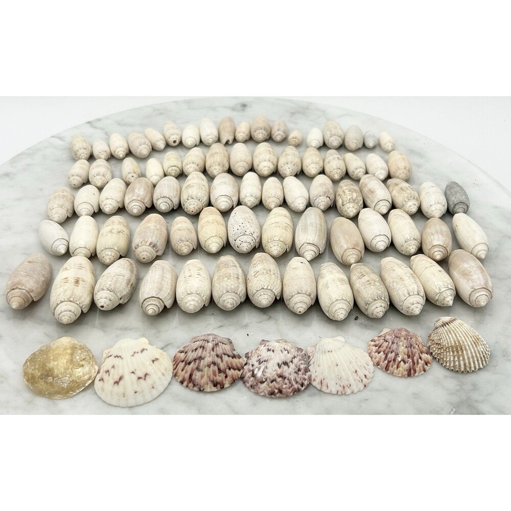80+ Lettered Olive Scallop Shells Small/Medium Home Decor Aquarium Crafts